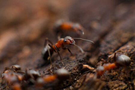 Comprehensive Ways Of Effectively Tackling Home Infestations