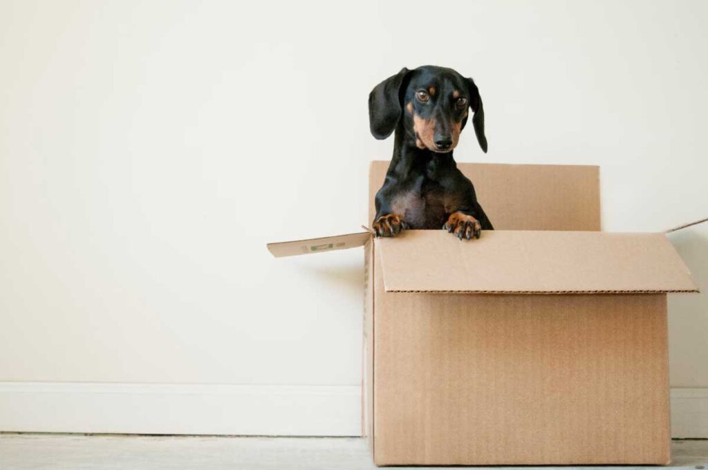 Mastering The Art Of Moving Houses: Pack Strategically