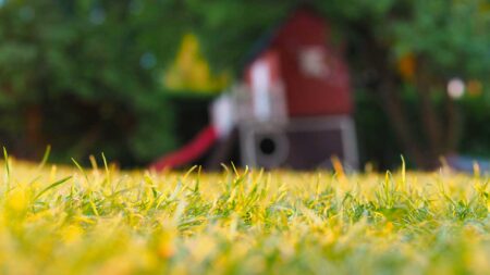 How To Take Care Of Your Backyard When You're Busy