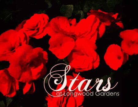 Amidst the Stars at Longwood Gardens