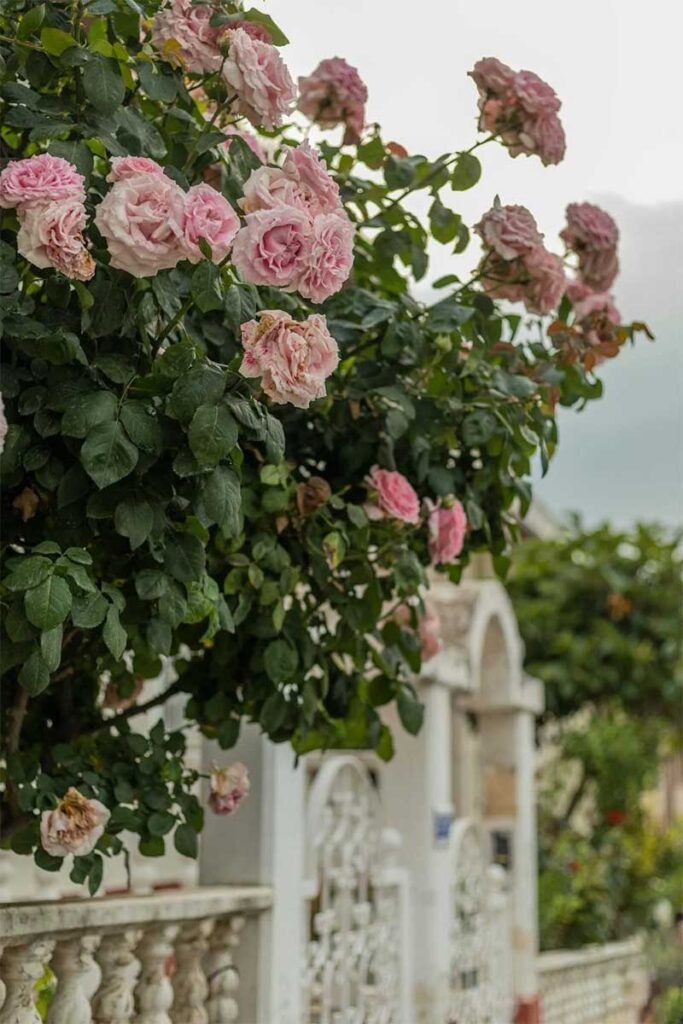 Garden Tricks for Tiny Spaces