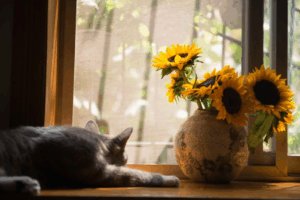 Decorating A Home With Climbing Kids & Pets